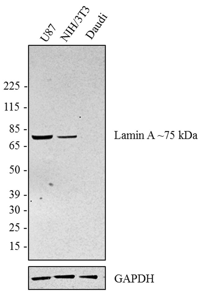 Lamin A Antibody in Western Blot (WB)