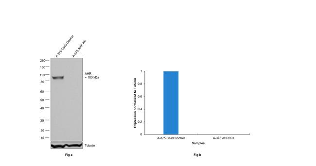 AHR Antibody in Western Blot (WB)