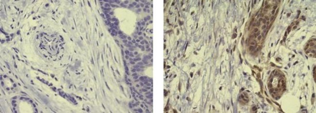 AHR Antibody in Immunohistochemistry (Paraffin) (IHC (P))