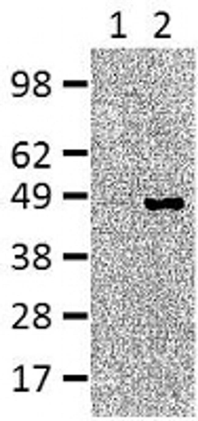 IRF4 Antibody in Western Blot (WB)