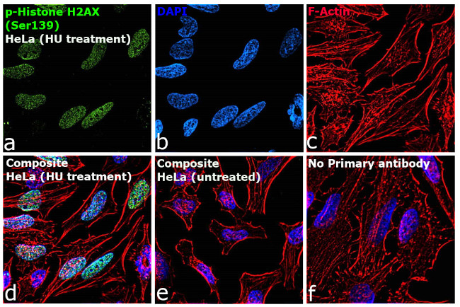 Phospho-Histone H2A.X (Ser139) Antibody in Immunocytochemistry (ICC/IF)