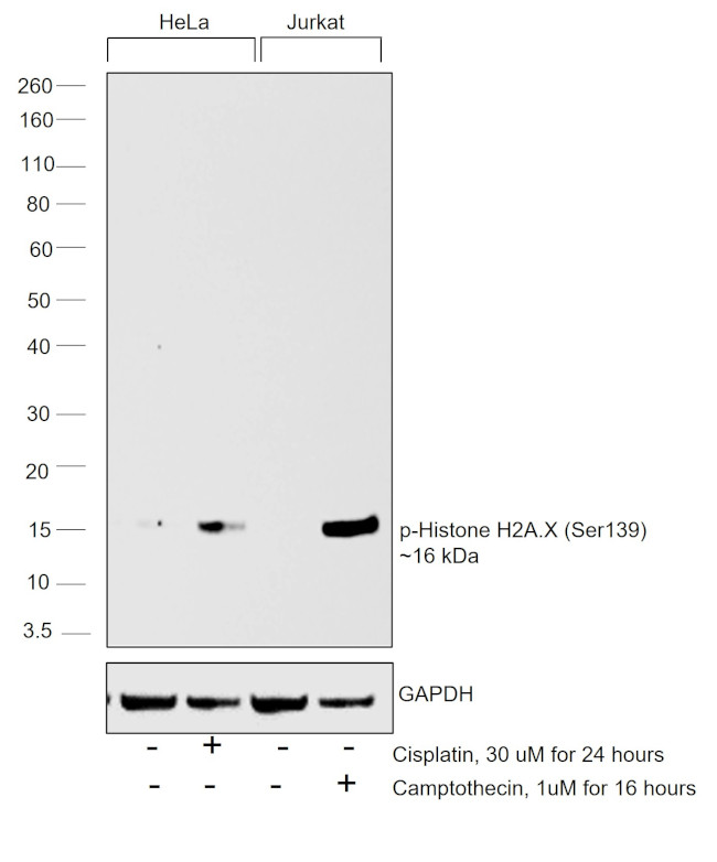 Phospho-Histone H2A.X (Ser139) Antibody in Western Blot (WB)