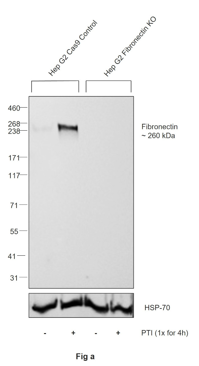 Fibronectin Antibody in Western Blot (WB)