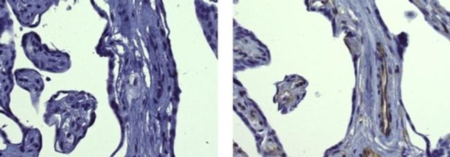 Fibronectin Antibody in Immunohistochemistry (Paraffin) (IHC (P))