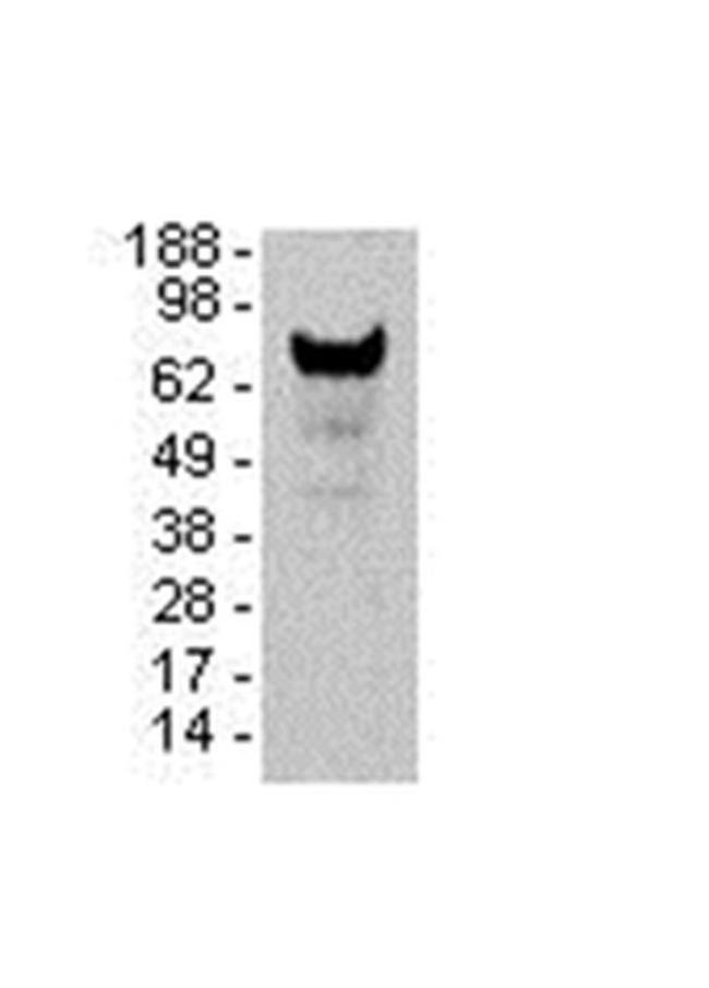 BCL6 Antibody in Western Blot (WB)