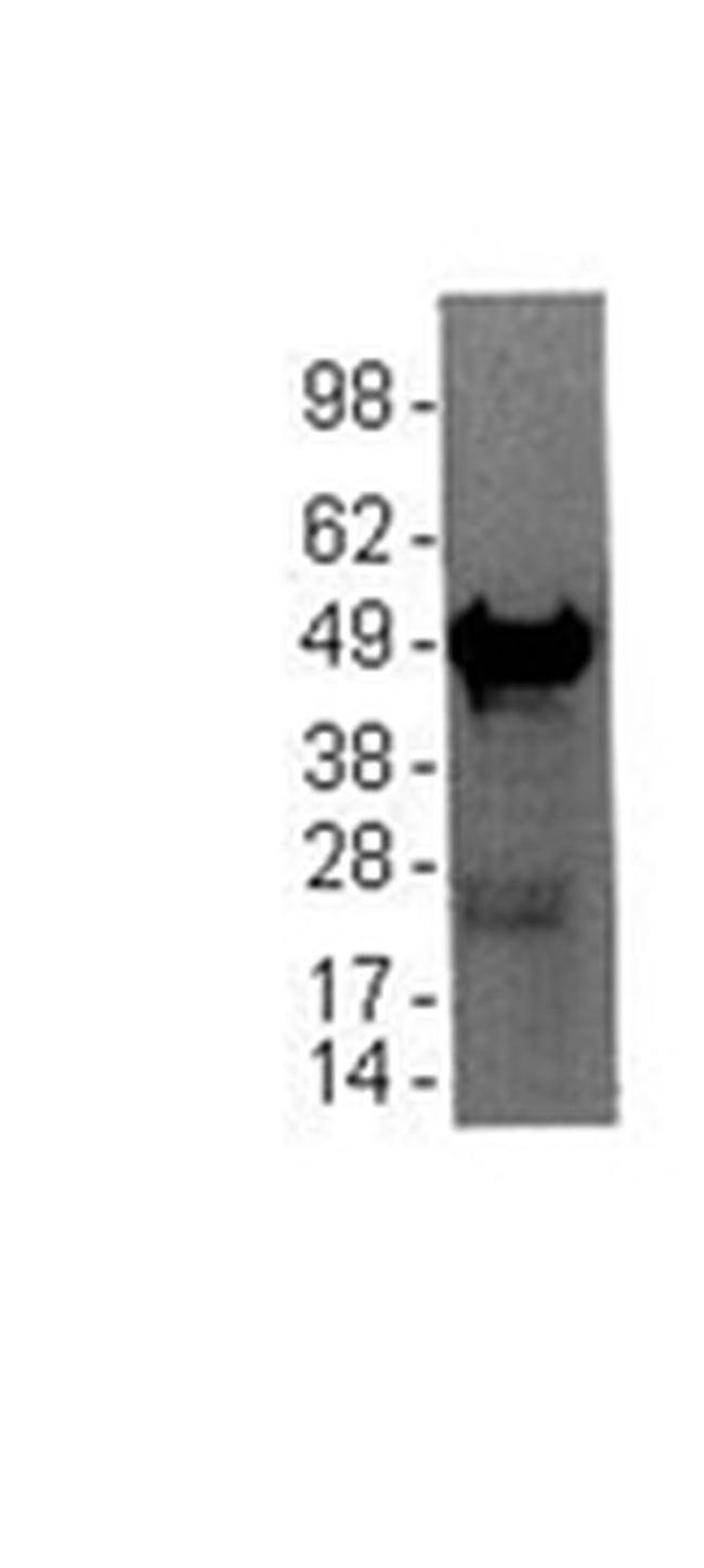 GFAP Antibody in Western Blot (WB)