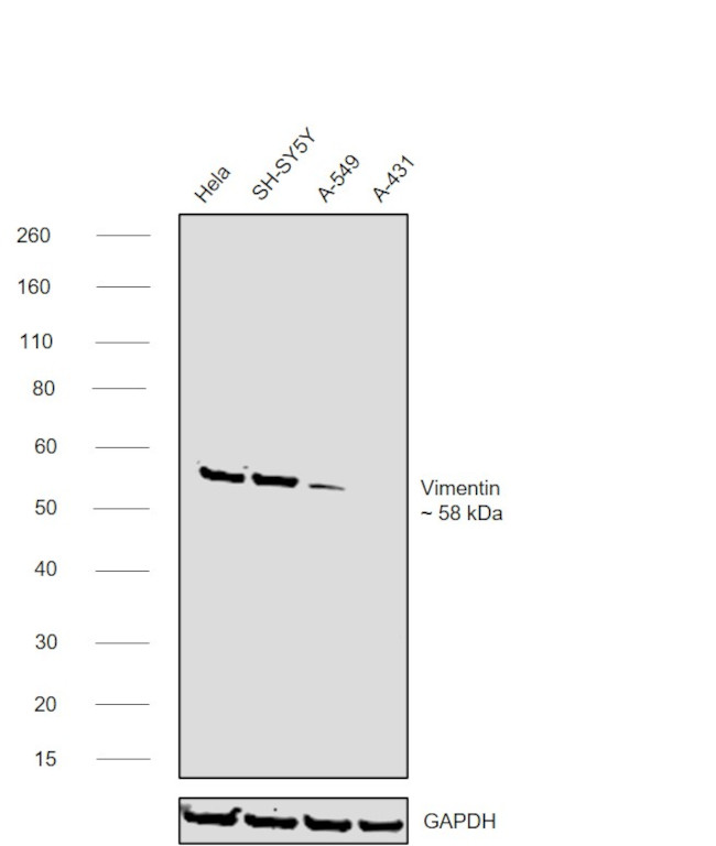 Vimentin Antibody in Western Blot (WB)