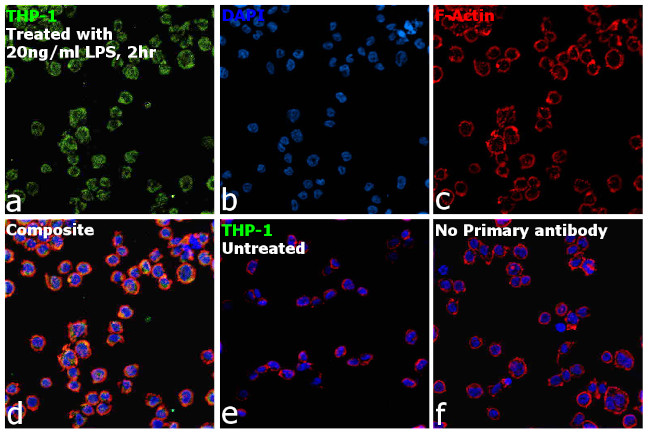 CD284 (TLR4) Antibody in Immunocytochemistry (ICC/IF)