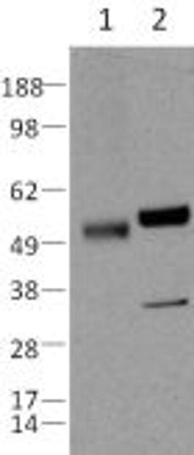 Caspase 8 Antibody in Western Blot (WB)