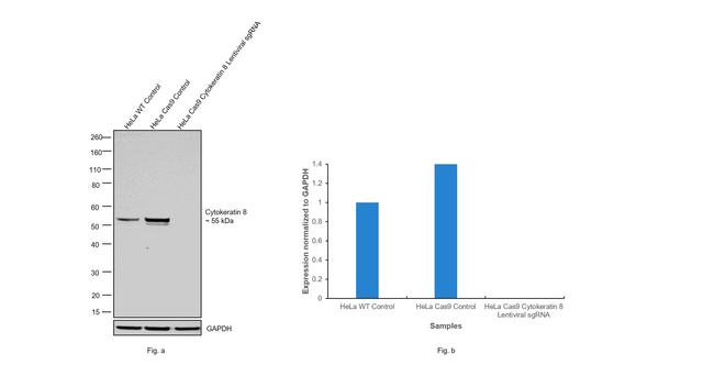 Cytokeratin 8 Antibody in Western Blot (WB)