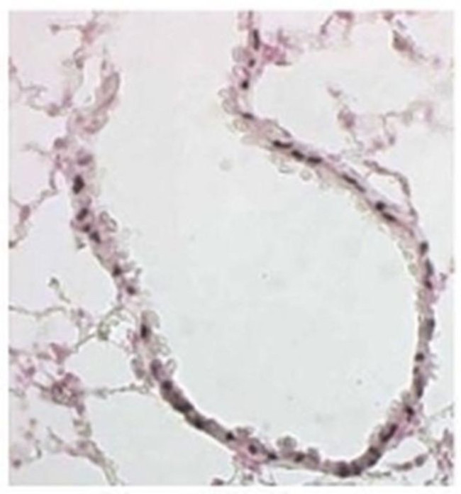 FOXJ1 Antibody in Immunohistochemistry (Paraffin) (IHC (P))