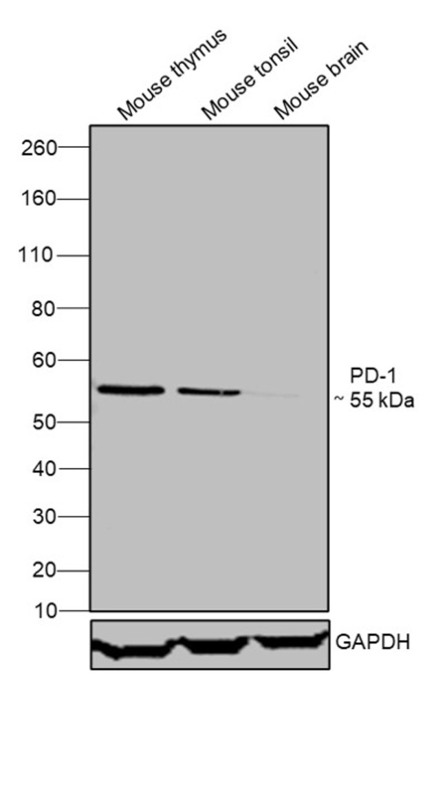 CD279 (PD-1) Antibody