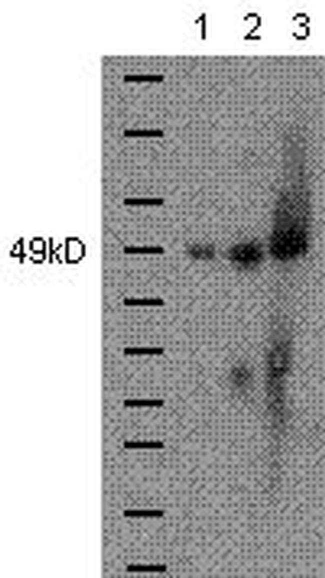 Gata-4 Antibody in Western Blot (WB)