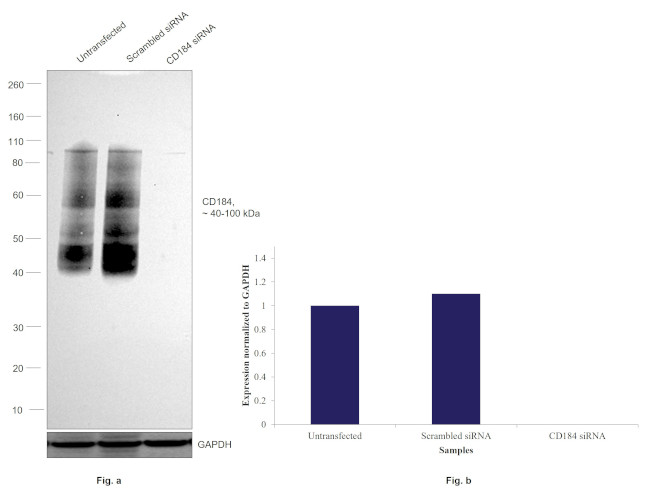 CD184 (CXCR4) Antibody