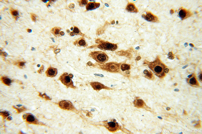 ELAVL2 Antibody in Immunohistochemistry (Paraffin) (IHC (P))