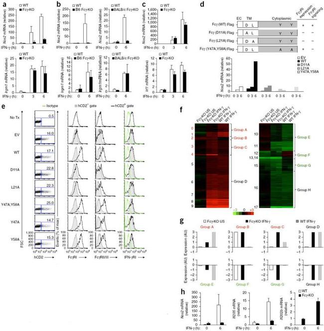 CD119 (IFN gamma Receptor 1) Antibody in Flow Cytometry (Flow)