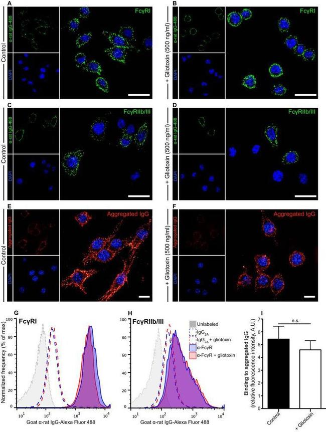 CD16/CD32 Antibody in Immunocytochemistry, Flow Cytometry (ICC/IF, Flow)