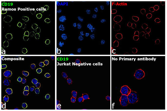 CD19 Antibody