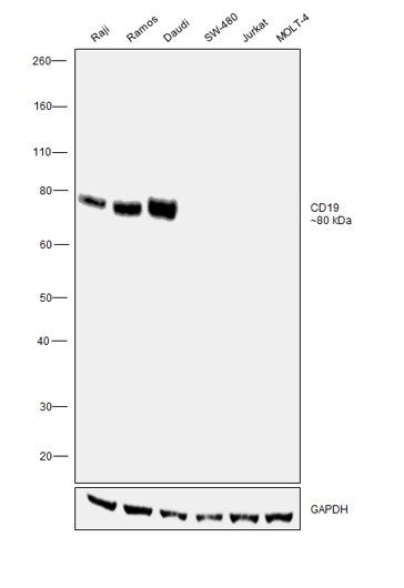 CD19 Antibody