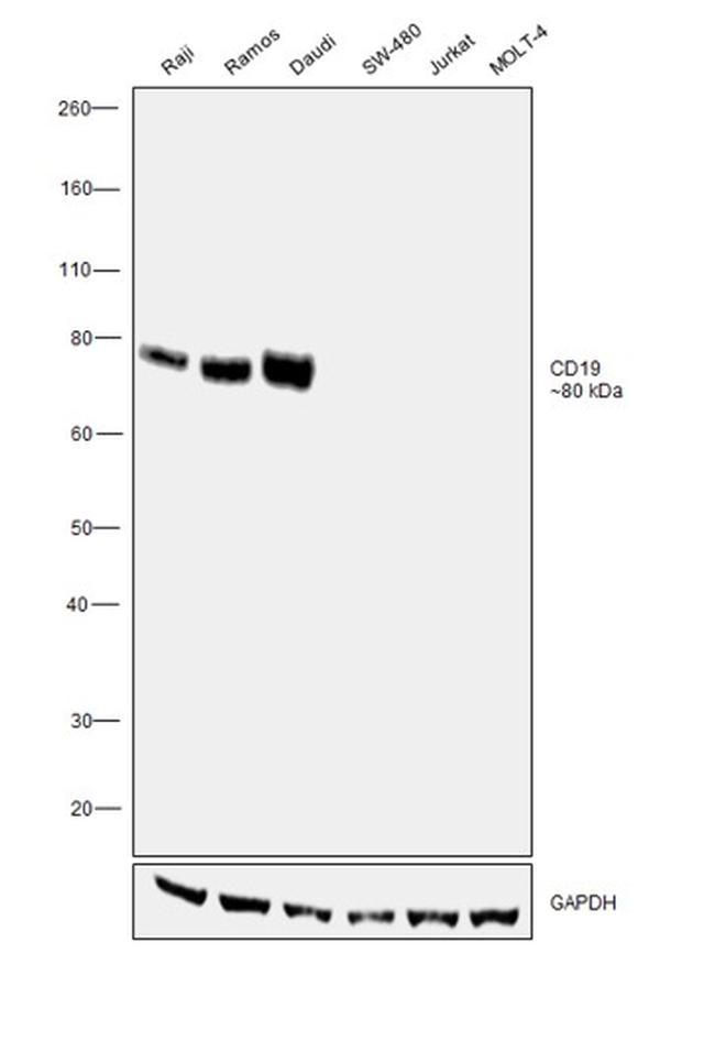 CD19 Antibody in Western Blot (WB)