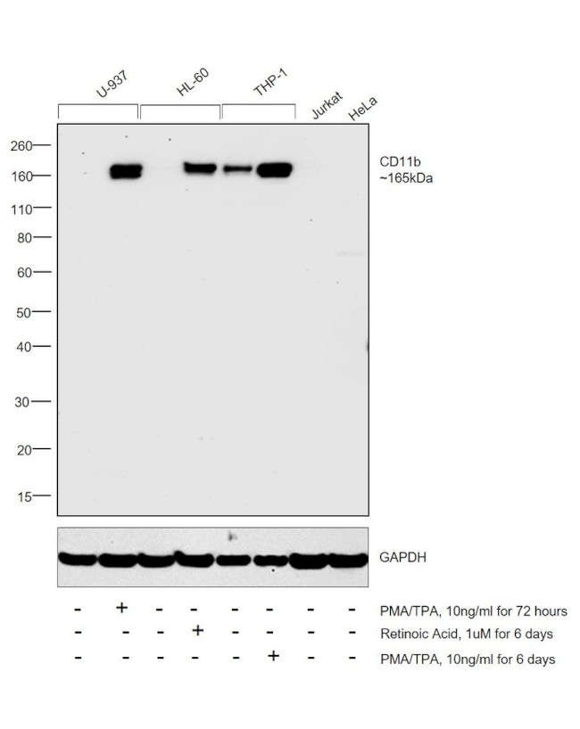 CD11b Antibody