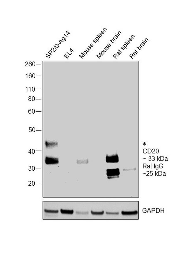 CD20 Antibody in Western Blot (WB)