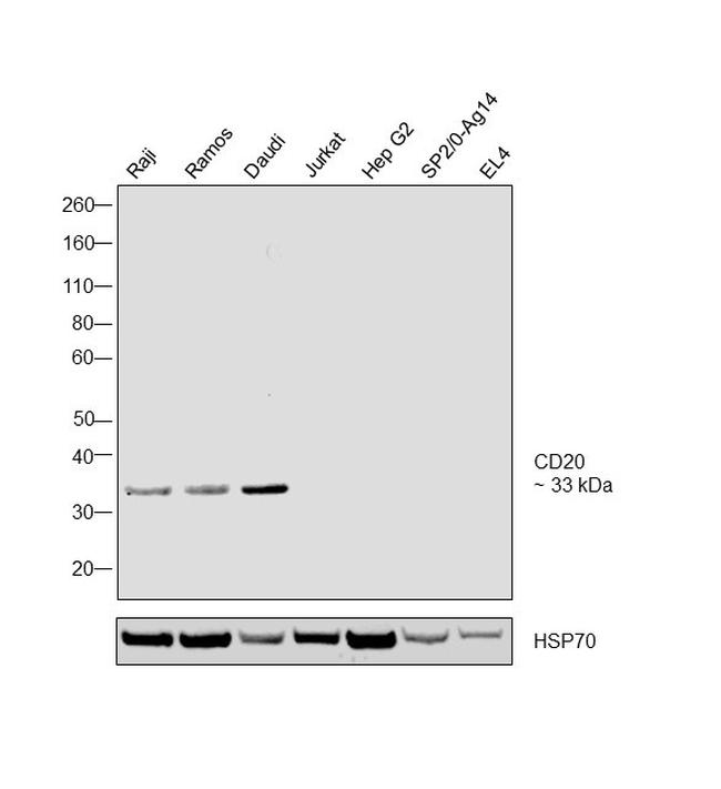 CD20 Antibody in Western Blot (WB)