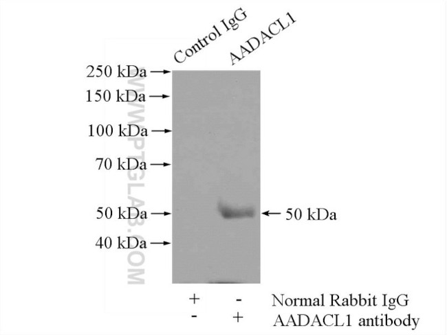 AADACL1 Antibody in Immunoprecipitation (IP)