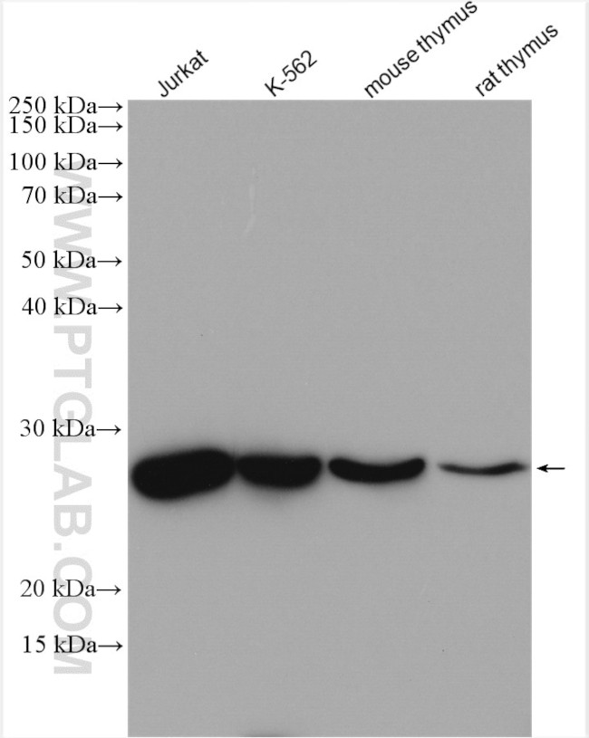 PSMA8 Antibody in Western Blot (WB)