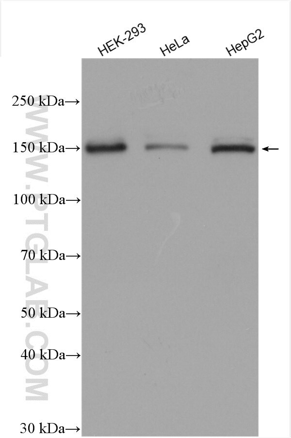 ZEB2 Antibody in Western Blot (WB)