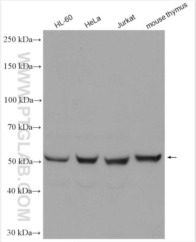 ROD1 Antibody in Western Blot (WB)