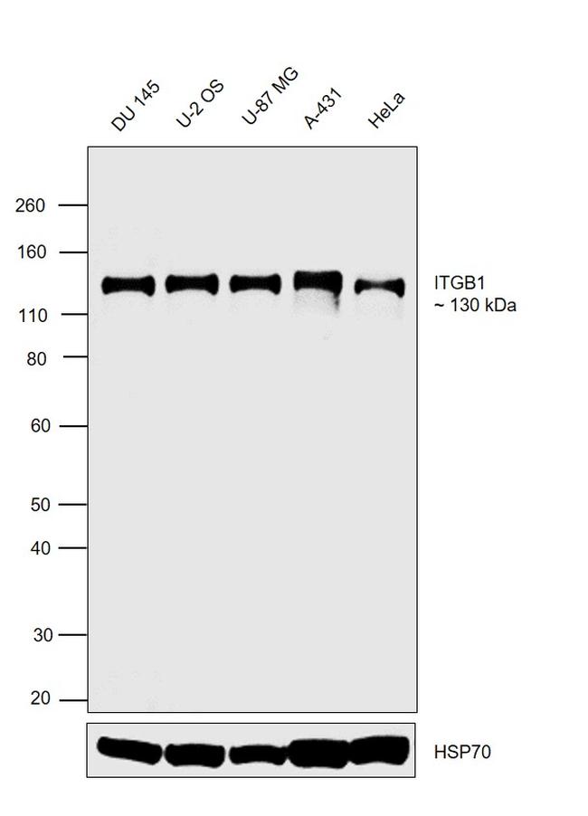 CD29 (Integrin beta 1) Antibody in Western Blot (WB)