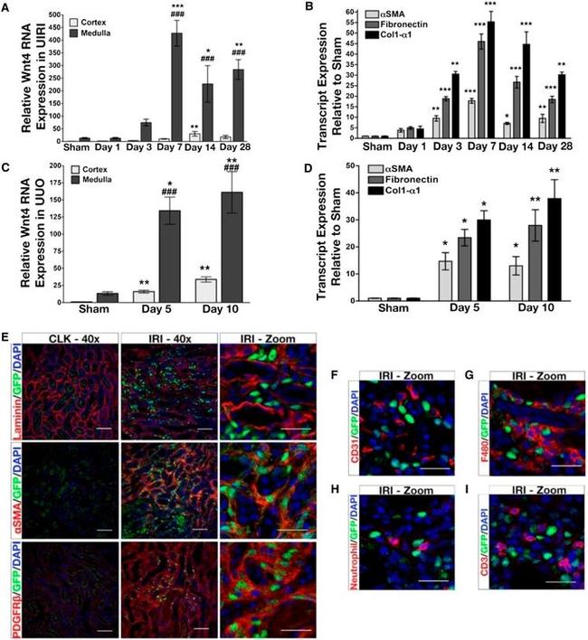 CD31 (PECAM-1) Antibody in Immunohistochemistry (IHC)