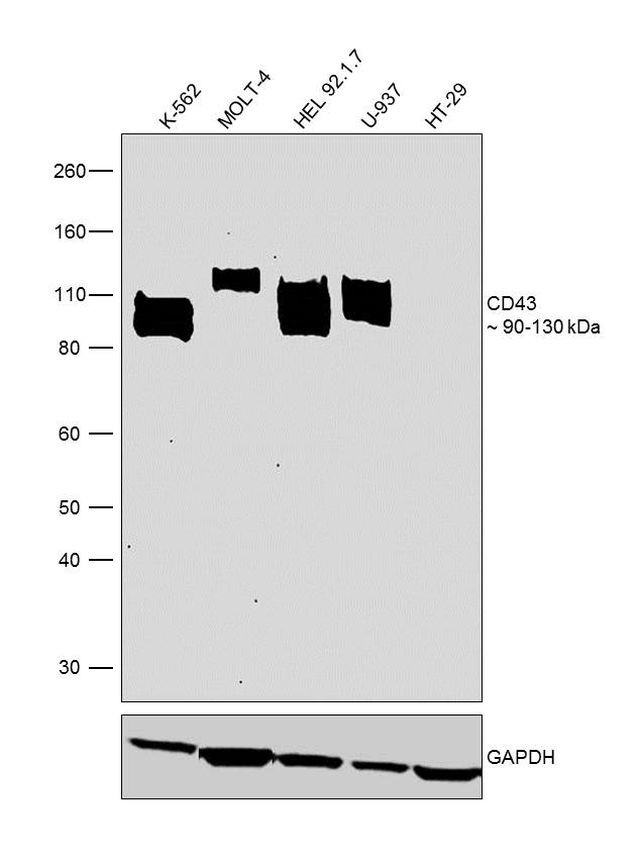 CD43 Antibody