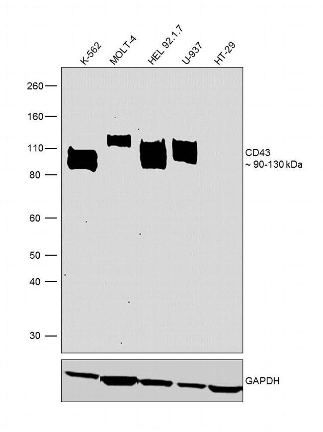 CD43 Antibody in Western Blot (WB)