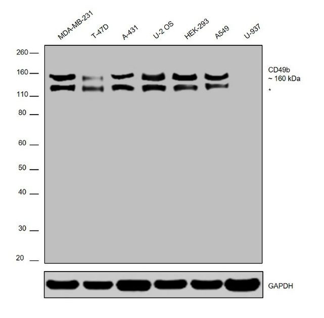 CD49b (Integrin alpha 2) Antibody