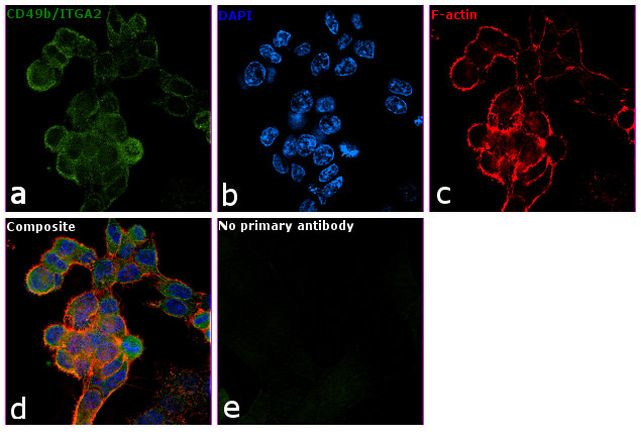 CD49b (Integrin alpha 2) Antibody in Immunocytochemistry (ICC/IF)