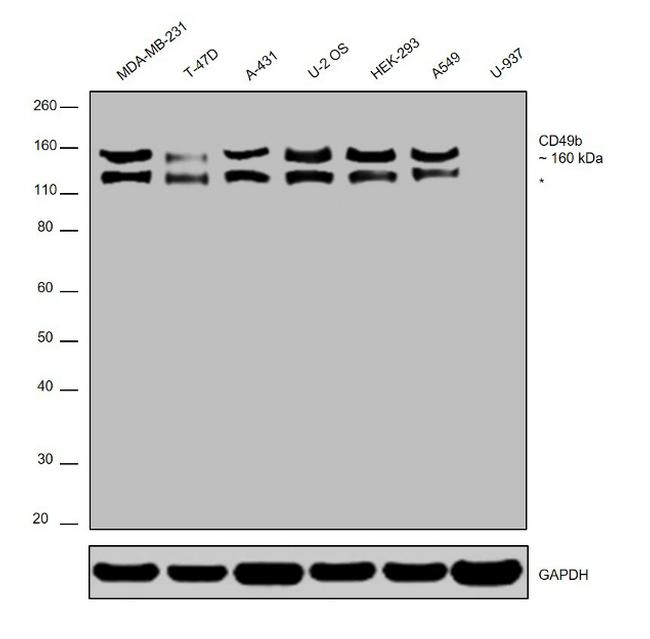 CD49b (Integrin alpha 2) Antibody in Western Blot (WB)