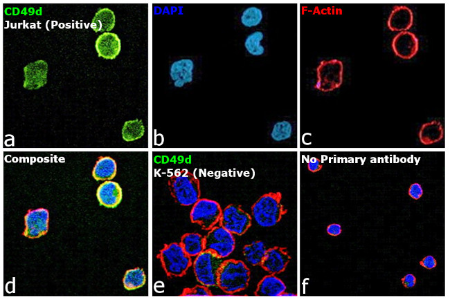 CD49d (Integrin alpha 4) Antibody in Immunocytochemistry (ICC/IF)