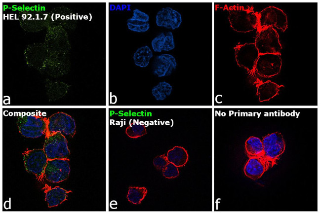 CD62P (P-Selectin) Antibody