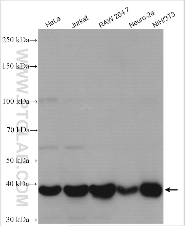 p38 MAPK Antibody in Western Blot (WB)