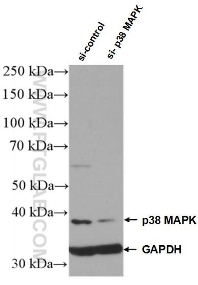 p38 MAPK Antibody in Western Blot (WB)