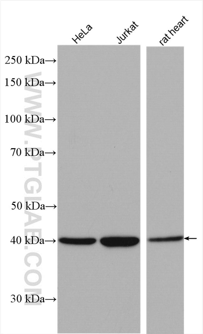 p38 MAPK Antibody in Western Blot (WB)