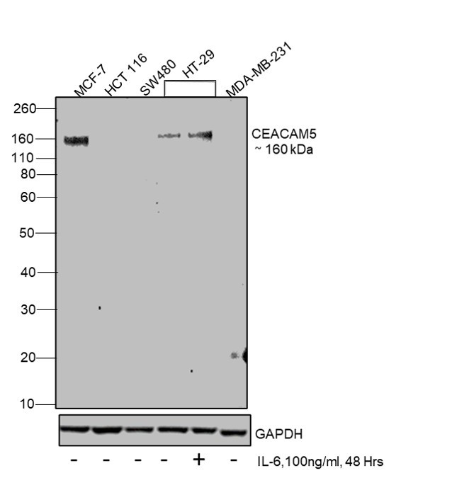 CD66e (CEA) Antibody