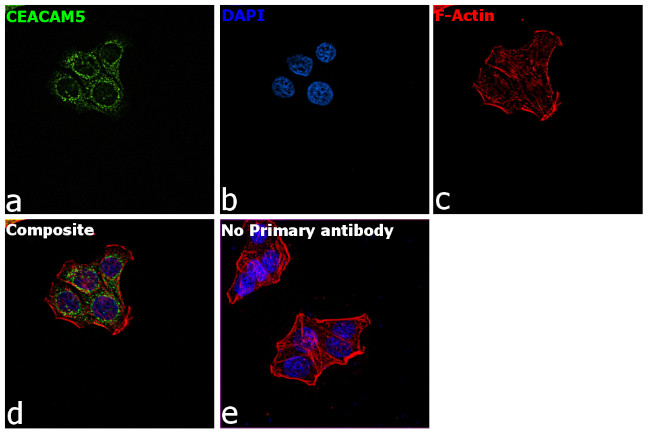 CD66e (CEA) Antibody in Immunocytochemistry (ICC/IF)