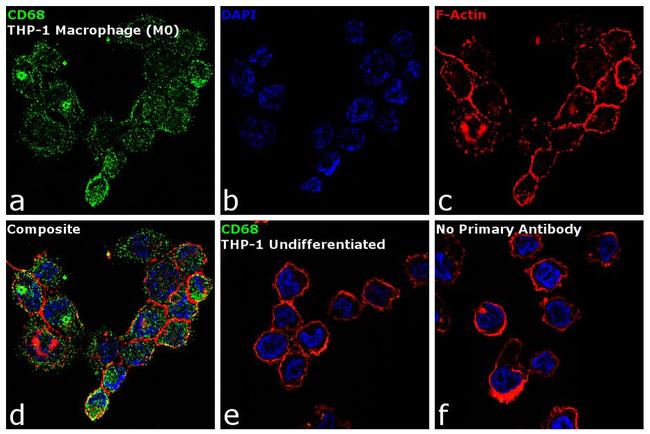 CD68 Antibody