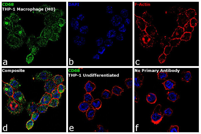 CD68 Antibody in Immunocytochemistry (ICC/IF)