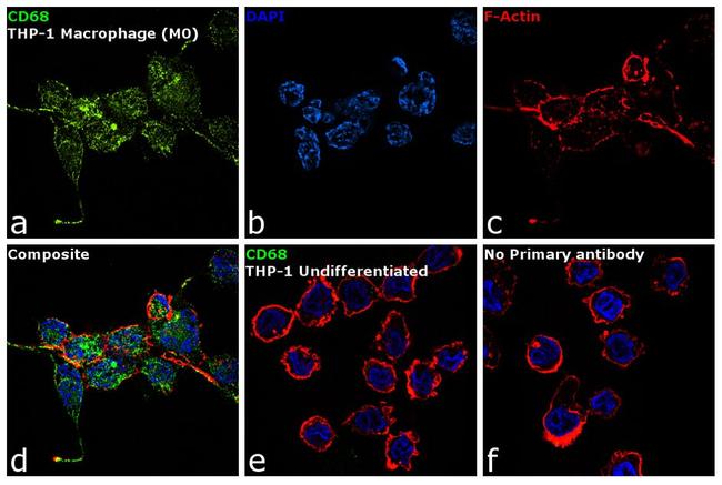 CD68 Antibody