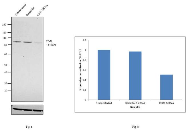 CD71 (Transferrin Receptor) Antibody in Western Blot (WB)