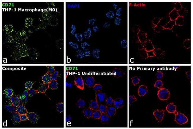 CD71 (Transferrin Receptor) Antibody